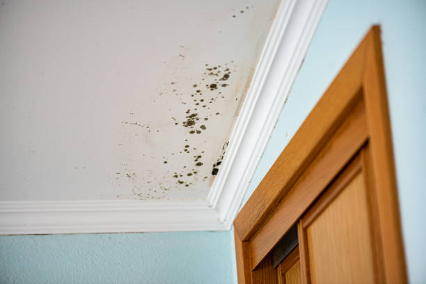 Best Toxic Mold Removal  in Ozark, AL