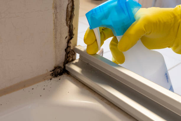 Best Black Mold Removal  in Ozark, AL