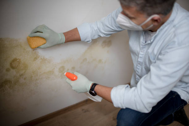Best Attic Mold Removal  in Ozark, AL