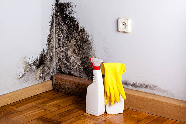 Mold Testing and Removal in Ozark, AL